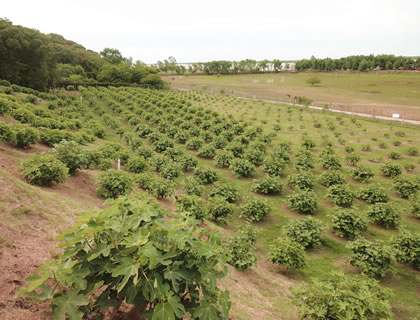 FINCA DEL PARANA